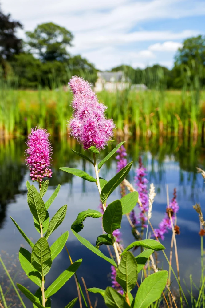 Pink Steeplebush Seeds - Spiraea Tomentosa Shrub Flower Seeds - 50 Count - Image 2