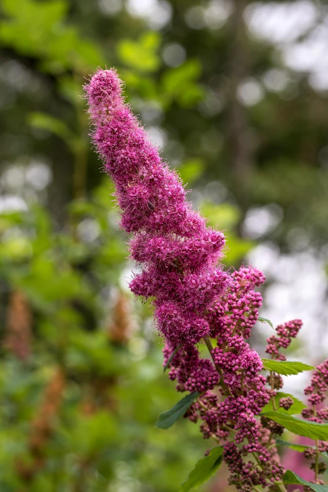 Pink Steeplebush Seeds - Spiraea Tomentosa Shrub Flower Seeds - 50 Count - Image 3