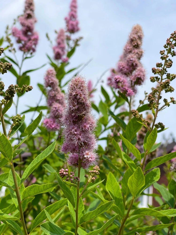 Pink Steeplebush Seeds - Spiraea Tomentosa Shrub Flower Seeds - 50 Count - Image 4