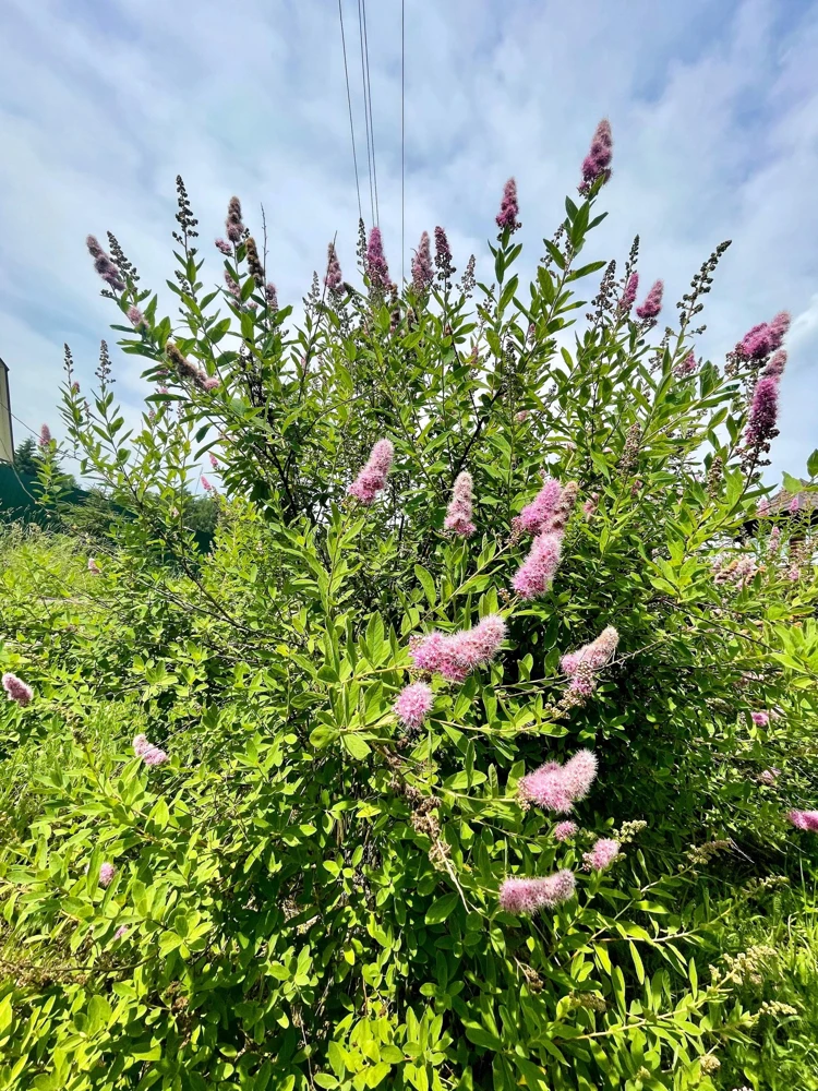 Pink Steeplebush Seeds - Spiraea Tomentosa Shrub Flower Seeds - 50 Count - Image 5