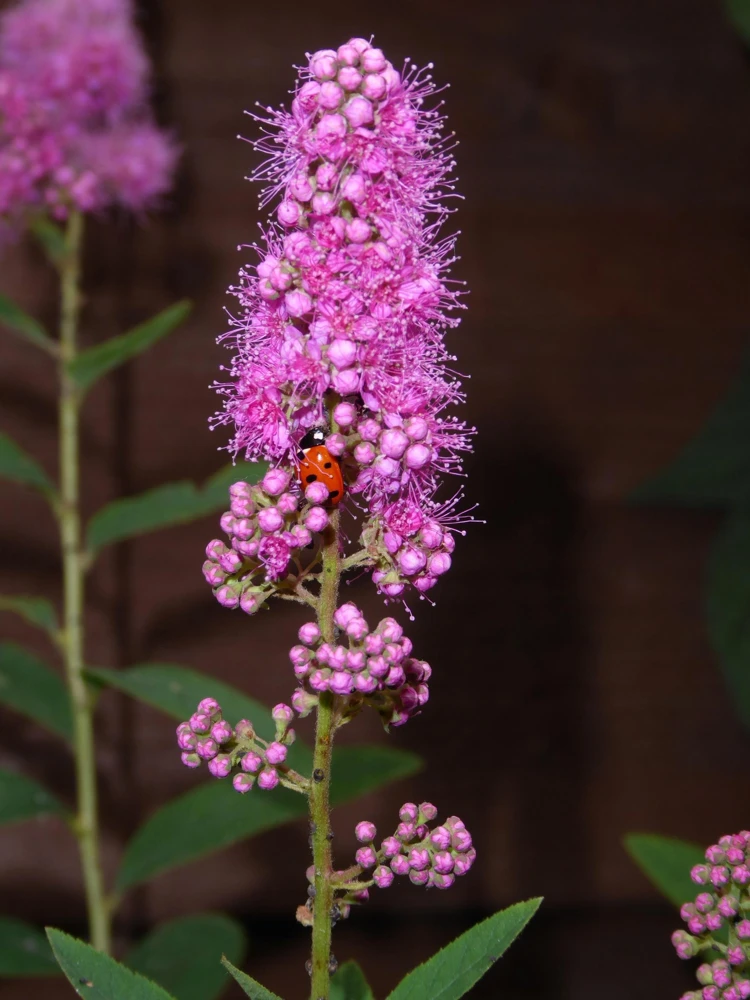 Pink Steeplebush Seeds - Spiraea Tomentosa Shrub Flower Seeds - 50 Count - Image 6
