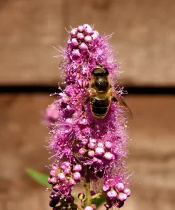 Pink Steeplebush Seeds - Spiraea Tomentosa Shrub Flower Seeds - 50 Count - Image 7