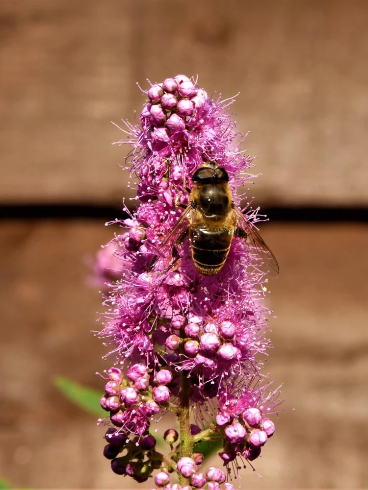 Pink Steeplebush Seeds - Spiraea Tomentosa Shrub Flower Seeds - 50 Count - Image 7