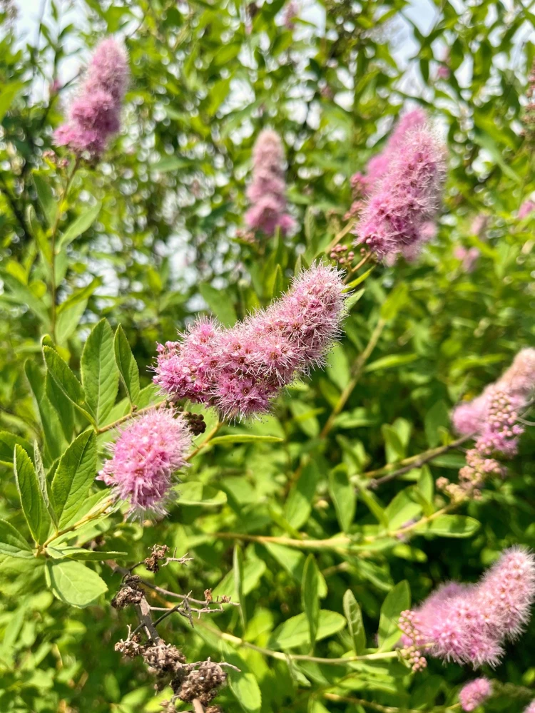 Pink Steeplebush Seeds - Spiraea Tomentosa Shrub Flower Seeds - 50 Count - Image 8