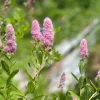 Pink Steeplebush Seeds - Spiraea Tomentosa Shrub Flower Seeds - 50 Count - Image 1
