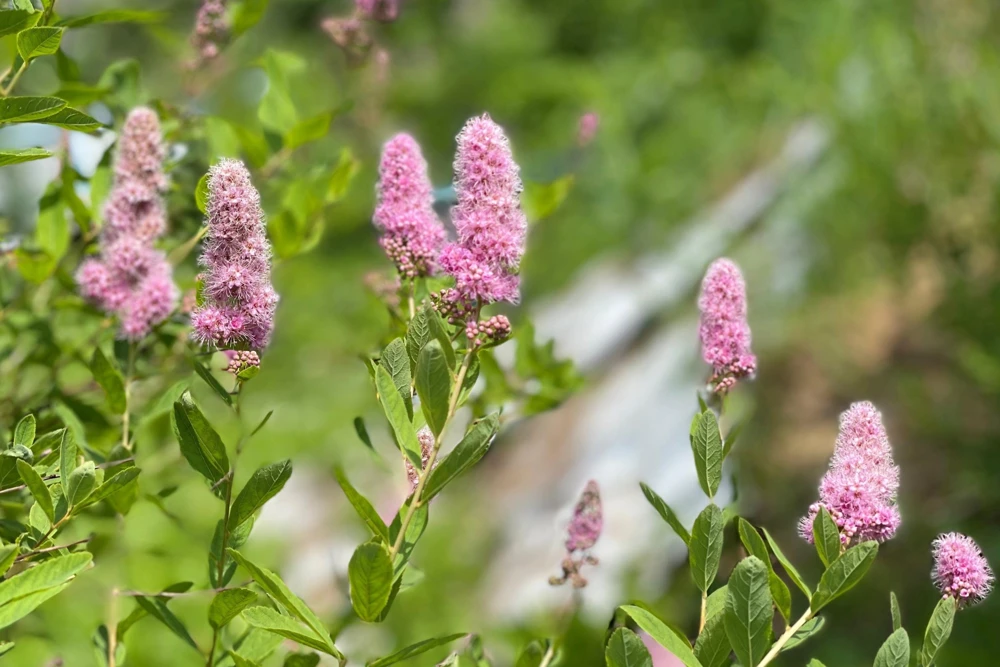 Pink Steeplebush Seeds - Spiraea Tomentosa Shrub Flower Seeds - 50 Count - Image 1
