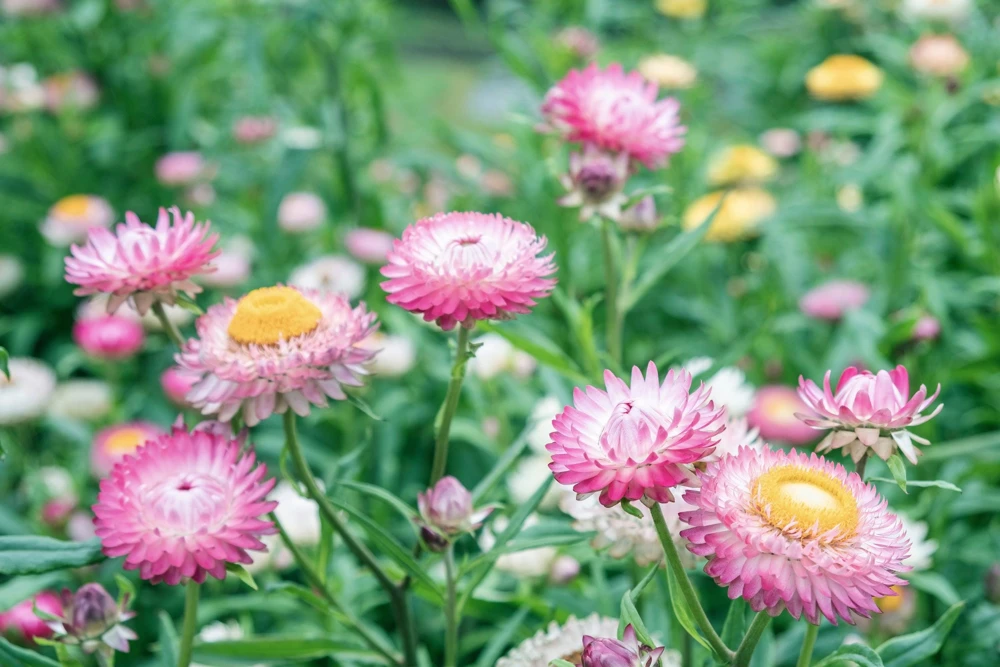 Pink Strawflower Seeds - 50 Helichrysum Bracteatum Seeds for Cutting & Drying - Image 10