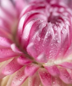 Pink Strawflower Seeds - 50 Helichrysum Bracteatum Seeds for Cutting & Drying - Image 11