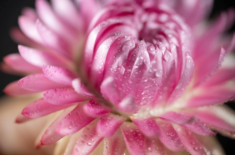 Pink Strawflower Seeds - 50 Helichrysum Bracteatum Seeds for Cutting & Drying - Image 11