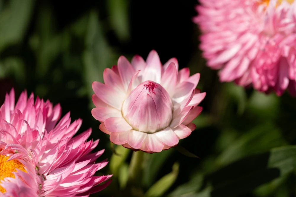 Pink Strawflower Seeds - 50 Helichrysum Bracteatum Seeds for Cutting & Drying - Image 12