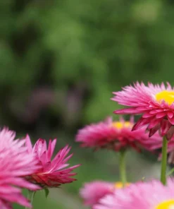 Pink Strawflower Seeds - 50 Helichrysum Bracteatum Seeds for Cutting & Drying - Image 13