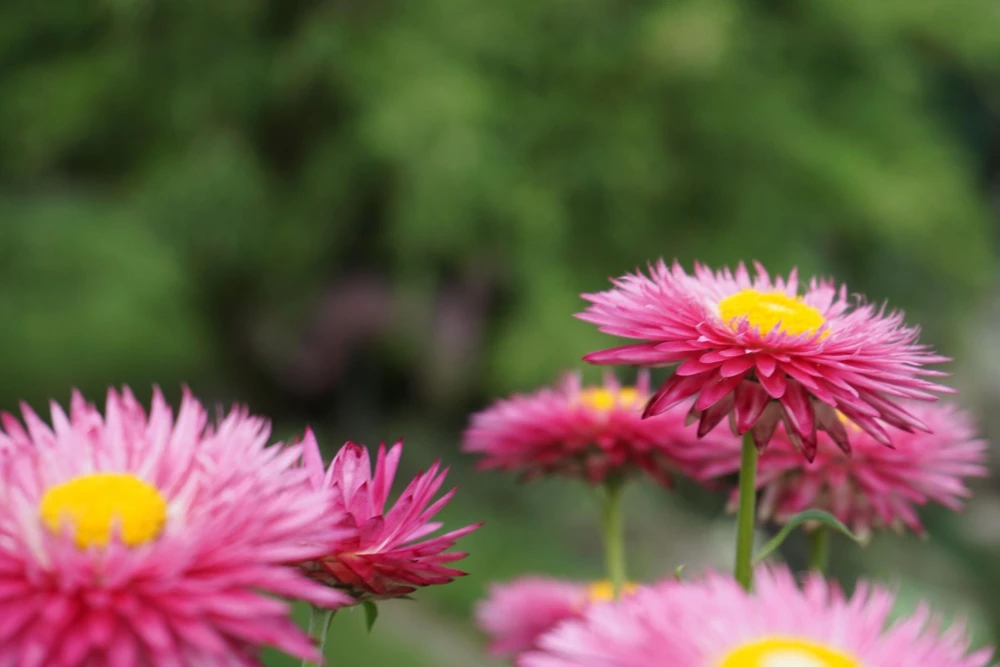 Pink Strawflower Seeds - 50 Helichrysum Bracteatum Seeds for Cutting & Drying - Image 13