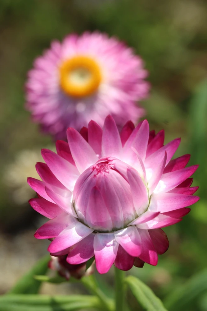 Pink Strawflower Seeds - 50 Helichrysum Bracteatum Seeds for Cutting & Drying - Image 14