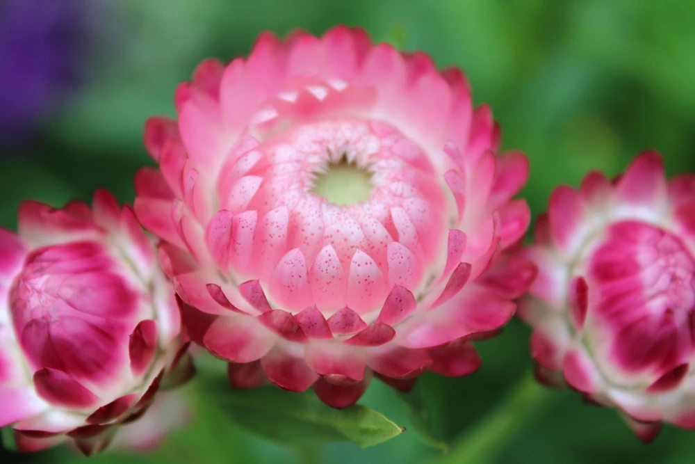 Pink Strawflower Seeds - 50 Helichrysum Bracteatum Seeds for Cutting & Drying - Image 2