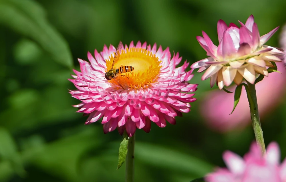 Pink Strawflower Seeds - 50 Helichrysum Bracteatum Seeds for Cutting & Drying - Image 3