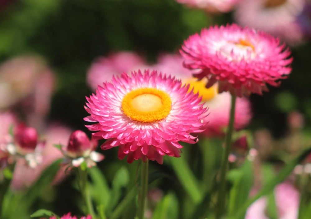Pink Strawflower Seeds - 50 Helichrysum Bracteatum Seeds for Cutting & Drying - Image 4