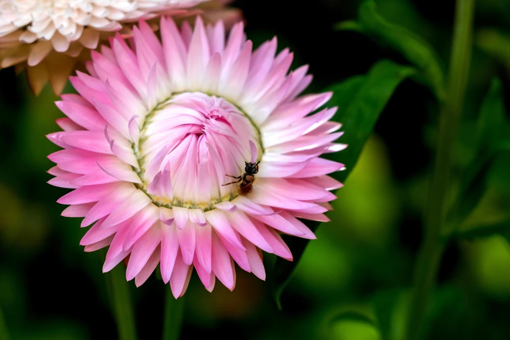 Pink Strawflower Seeds - 50 Helichrysum Bracteatum Seeds for Cutting & Drying - Image 5