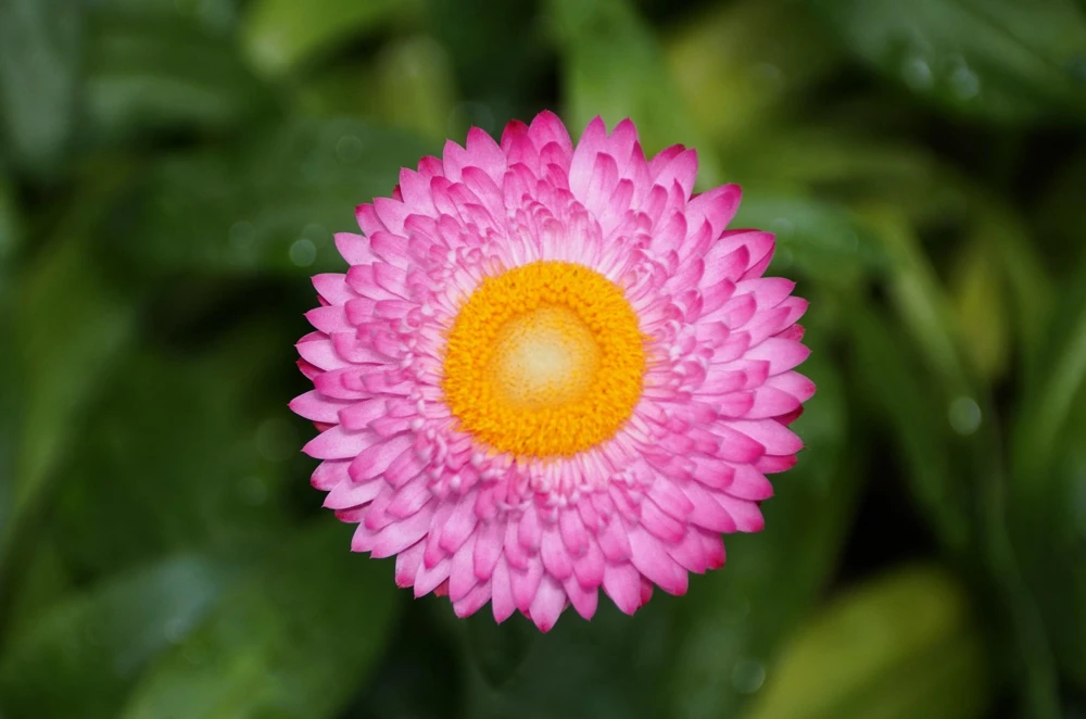 Pink Strawflower Seeds - 50 Helichrysum Bracteatum Seeds for Cutting & Drying - Image 6