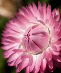 Pink Strawflower Seeds - 50 Helichrysum Bracteatum Seeds for Cutting & Drying - Image 7