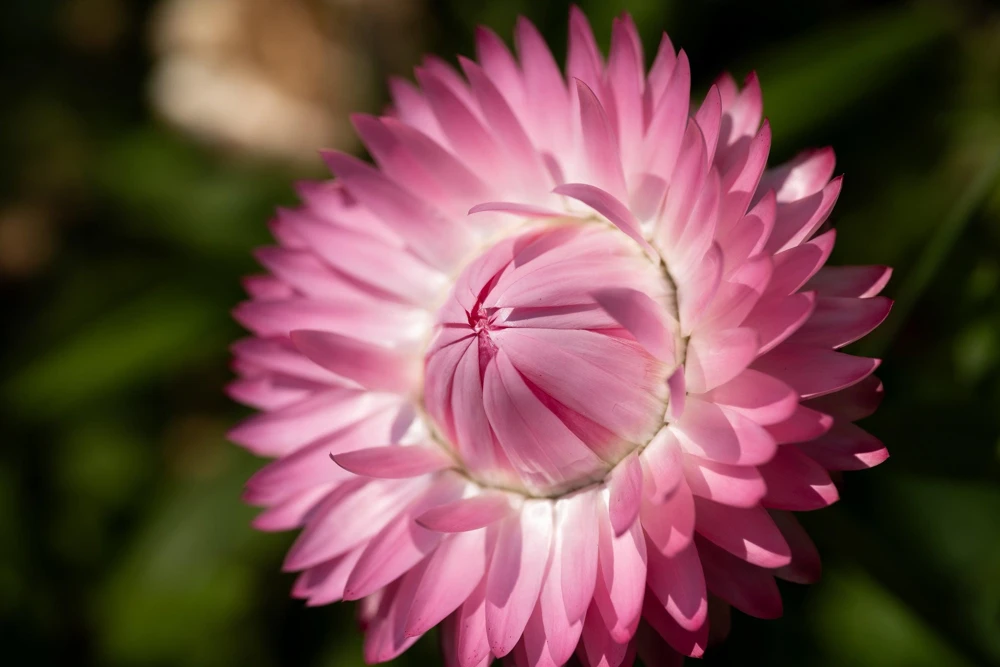 Pink Strawflower Seeds - 50 Helichrysum Bracteatum Seeds for Cutting & Drying - Image 7
