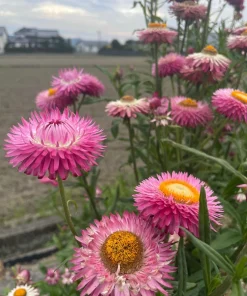 Pink Strawflower Seeds - 50 Helichrysum Bracteatum Seeds for Cutting & Drying - Image 8
