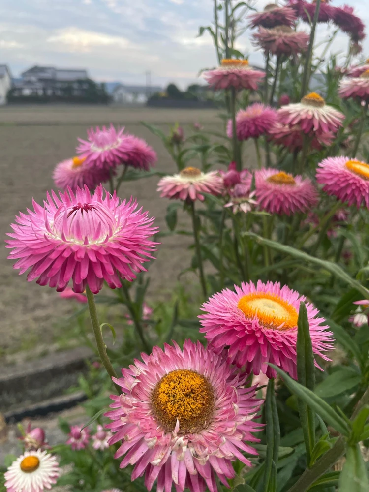 Pink Strawflower Seeds - 50 Helichrysum Bracteatum Seeds for Cutting & Drying - Image 8