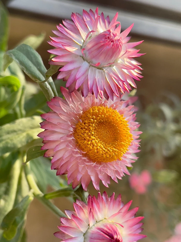 Pink Strawflower Seeds - 50 Helichrysum Bracteatum Seeds for Cutting & Drying - Image 9
