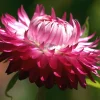 Pink Strawflower Seeds - 50 Helichrysum Bracteatum Seeds for Cutting & Drying - Image 1