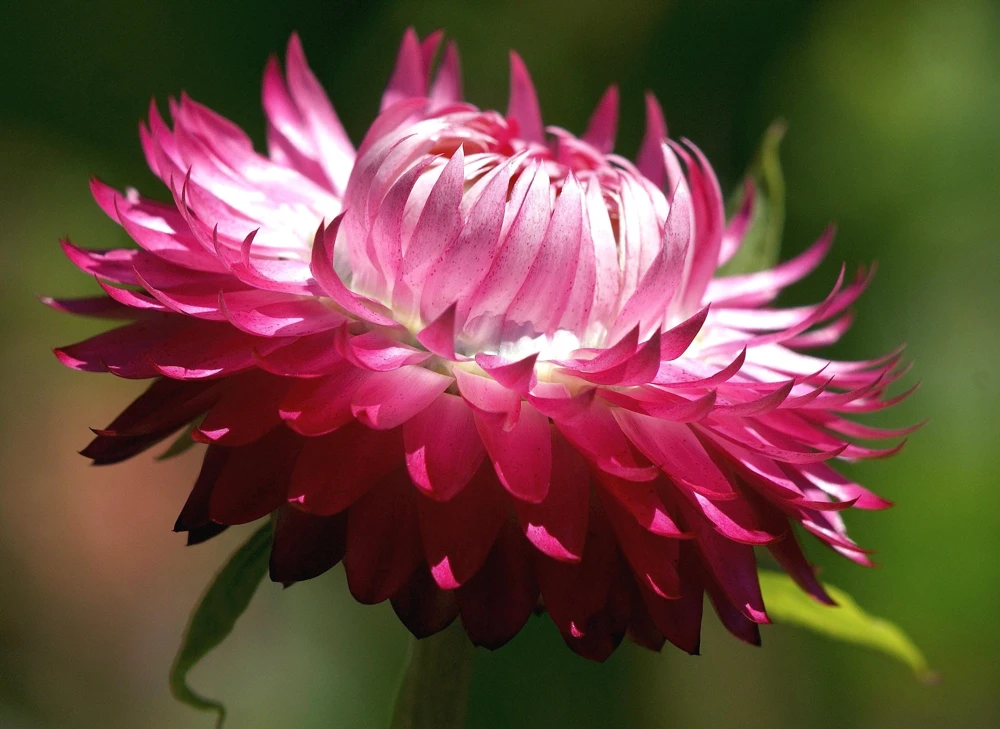 Pink Strawflower Seeds - 50 Helichrysum Bracteatum Seeds for Cutting & Drying - Image 1