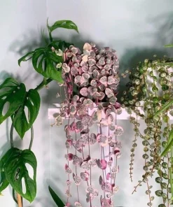 Pink String of Hearts Live Plant – Trailing Succulent Vine for Indoors - Image 2