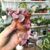 Pink String of Hearts Live Plant – Trailing Succulent Vine for Indoors - Image 1