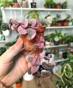 Pink String of Hearts Live Plant – Trailing Succulent Vine for Indoors - Image 1