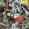 Pink String of Hearts Plant Cuttings with Pot and Soil - Live Plant - Image 1