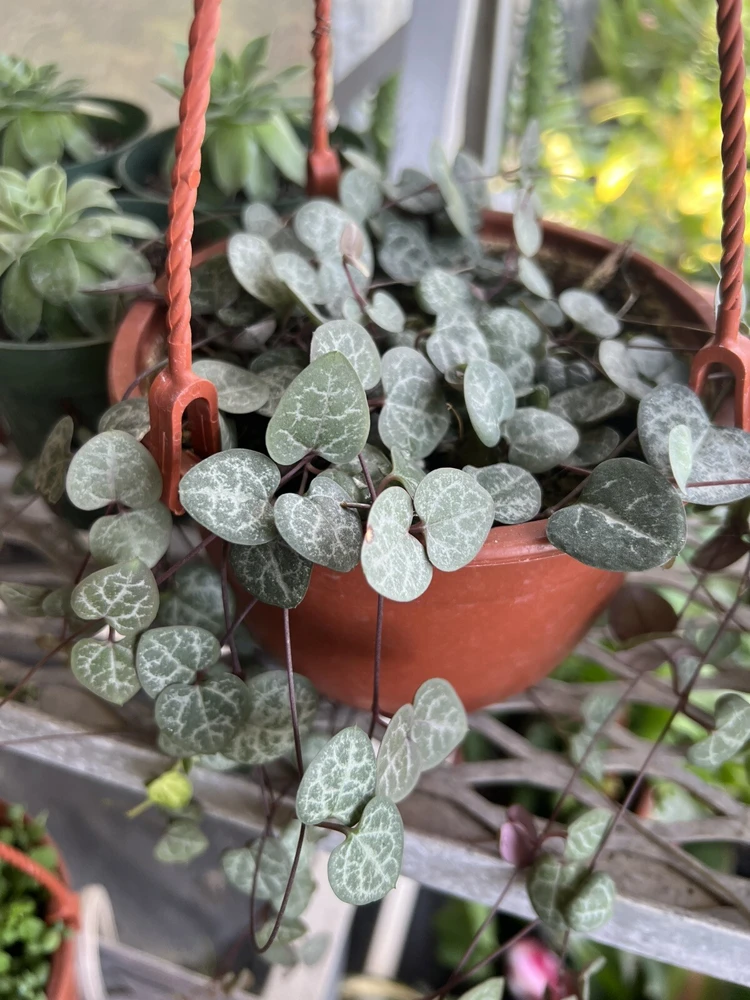Pink String of Hearts Plant Cuttings with Pot and Soil - Live Plant - Image 1