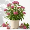 Pink Swamp Milkweed Plants Live, Asclepias, Perennial, 4-8 Inch Tall, Set of 2 - Image 1