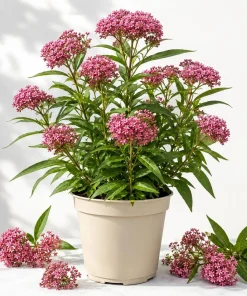 Pink Swamp Milkweed Plants Live, Asclepias, Perennial, 4-8 Inch Tall, Set of 2 - Image 1