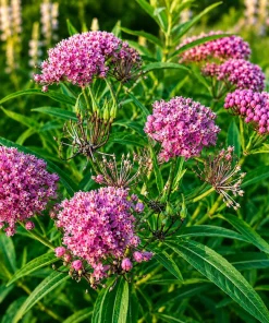 Pink Swamp Milkweed Plants Live, Asclepias, Perennial, 4-8 Inch Tall, Set of 2 - Image 5