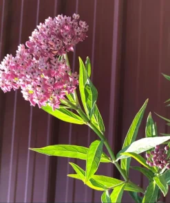 Pink Swamp Milkweed Plants Live, Asclepias, Perennial, 4-8 Inch Tall, Set of 2 - Image 6