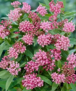 Pink Swamp Milkweed Plants Live, Asclepias, Perennial, 4-8 Inch Tall, Set of 2 - Image 7