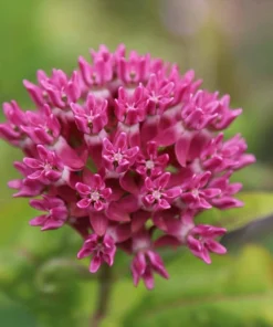 Pink Swamp Milkweed Plants Live – Set of 4 – 4-8 Inch Tall Perennial - Image 4