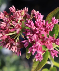 Pink Swamp Milkweed Plants Live – Set of 4 – 4-8 Inch Tall Perennial - Image 5