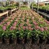Pink Swamp Milkweed Plants Live – Set of 4 – 4-8 Inch Tall Perennial - Image 1