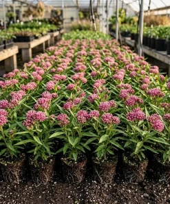 Pink Swamp Milkweed Plants Live – Set of 4 – 4-8 Inch Tall Perennial - Image 1