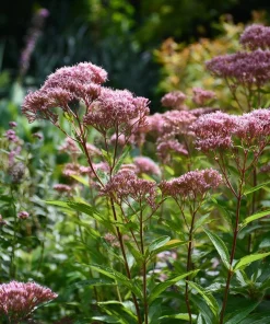 Pink Sweet Joe-Pye Weed Seeds – 200 Seeds – Tall Blooms for Pollinator Gardens - Image 2
