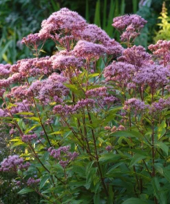 Pink Sweet Joe-Pye Weed Seeds – 200 Seeds – Tall Blooms for Pollinator Gardens - Image 3