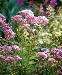 Pink Sweet Joe-Pye Weed Seeds – 200 Seeds – Tall Blooms for Pollinator Gardens - Image 1