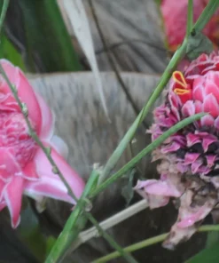 Pink Torch Ginger Live Rhizome - Etlingera elatior Tropical Flowering Plant (1 ft) - Image 2