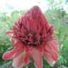 Pink Torch Ginger Live Rhizome - Etlingera elatior Tropical Flowering Plant (1 ft) - Image 1