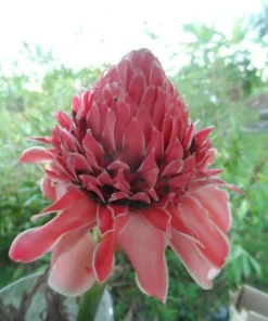 Pink Torch Ginger Live Rhizome - Etlingera elatior Tropical Flowering Plant (1 ft) - Image 1