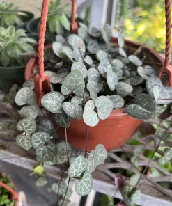Pink Variegated String of Hearts Live Cuttings with Pot & Soil - Image 1